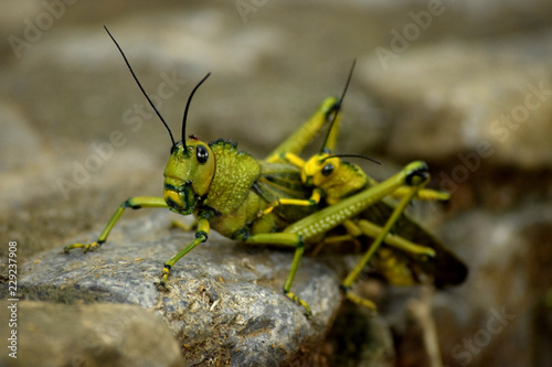 Grasshopper © Osmar
