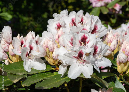 Rhododendron Hybrid Picobelo  Rhododendron hybrid