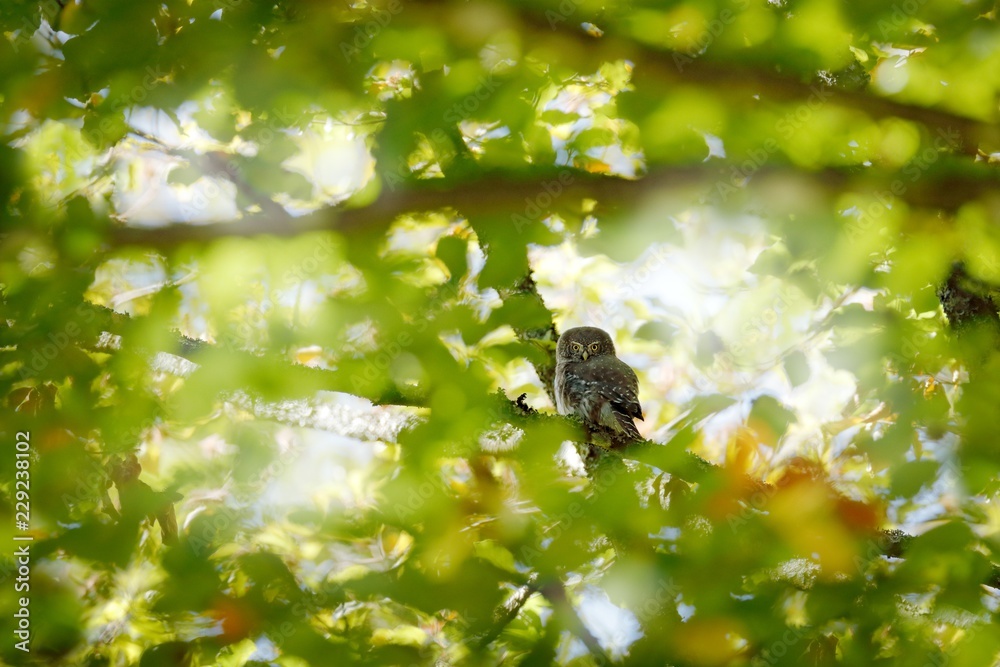 Obraz premium Eurasian Pygmy Owl, sitting in green summer vegetation, hidden in the tree. Tinny bird in the nature habitat, Sumava National Park, Czech, Europe. Owl , face portrait in the sunny forest.