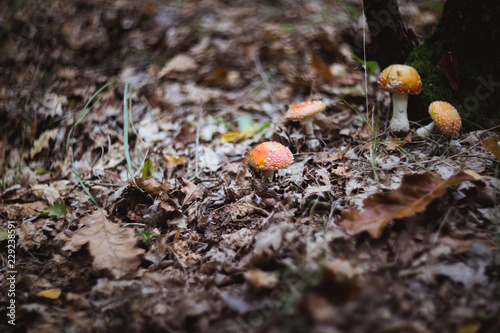 red beautiful mushrooms fly agaric growing in the forest close-up