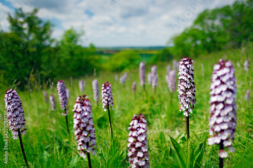 Fototapeta Naklejka Na Ścianę i Meble -  Bloom plant in the meadow habitat. Pink and violet flowering European terrestrial wild orchid in nature habitat with green background, Czech Republic, Europe. Meadow with Orchis purpurea, Lady Orchid.