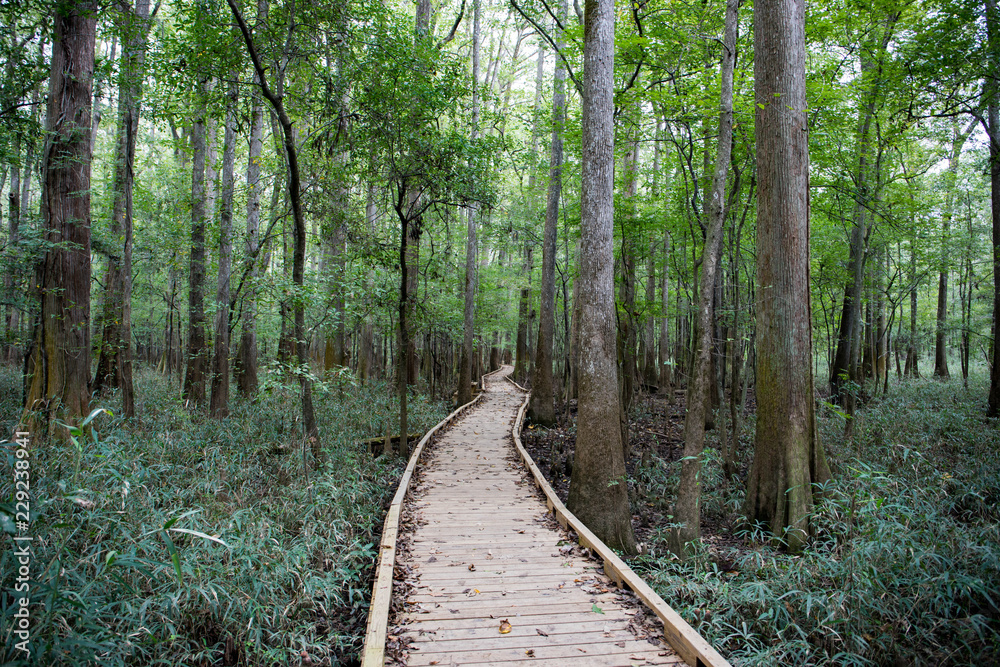 Fototapeta premium Congaree National Park, South Carolina, United States