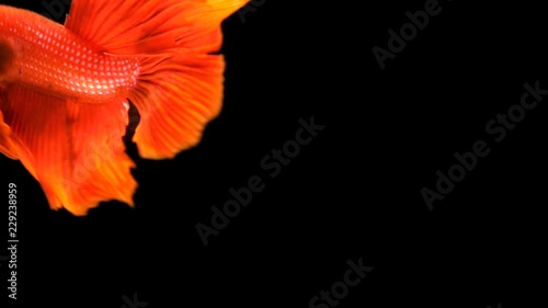 Slow motion video of Red Siamese fighting fish / betta fish swimming with aggressive action on black background photo