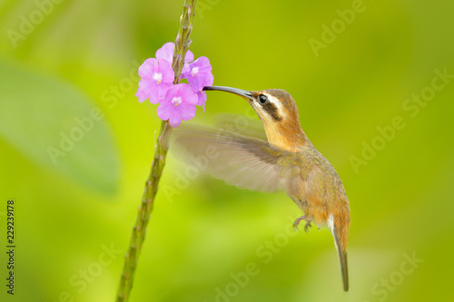 Little hermit, Phaethornis longuemareus hummingbird with orange crest and collar in the green and violet flower habitat. Bird flying next to pink flower, Trinidad and Tobago.