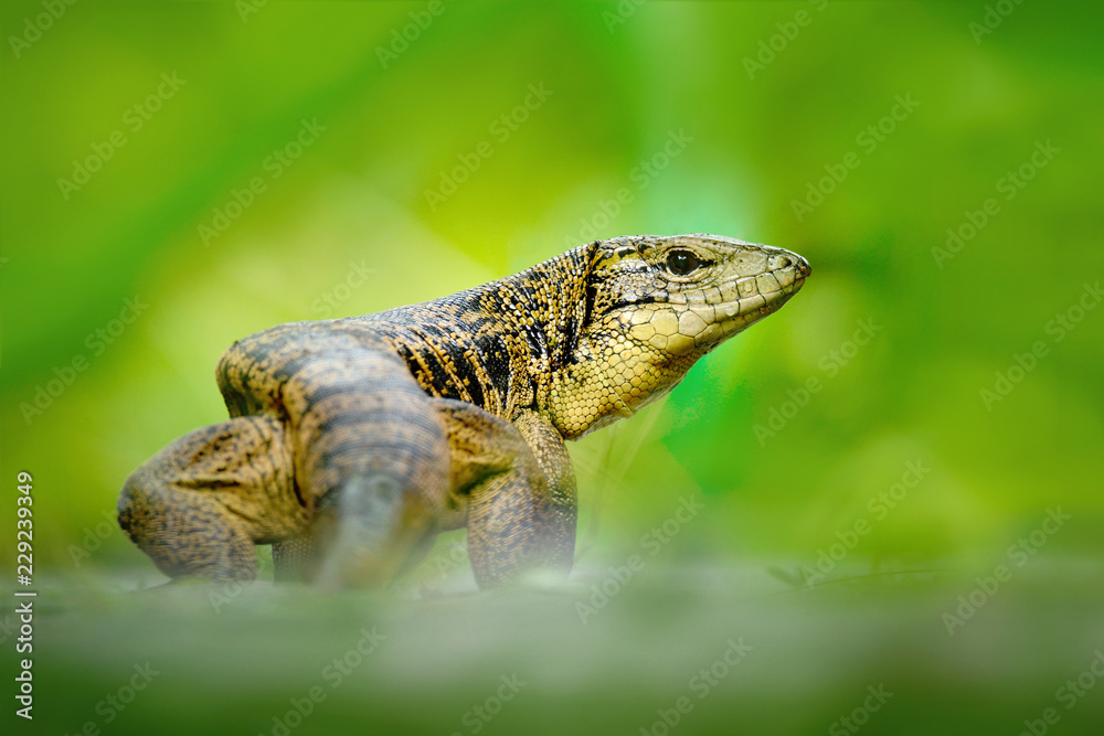 Obraz premium Gold tegu, Tupinambis teguixin, big reptile in the nature habitat, green exotic tropical animal in the green forest on Trinidad and Tobago. Wildlife scene from Caribbean nature.
