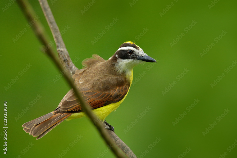 Fototapeta premium Great Kiskadee, Pitangus sulphuratus, brown and yellow tropical tanager with dark green forest in the background, detail portrait, Costa Rica. Wildlife scene from nature. Yellow bird from Costa Rica.