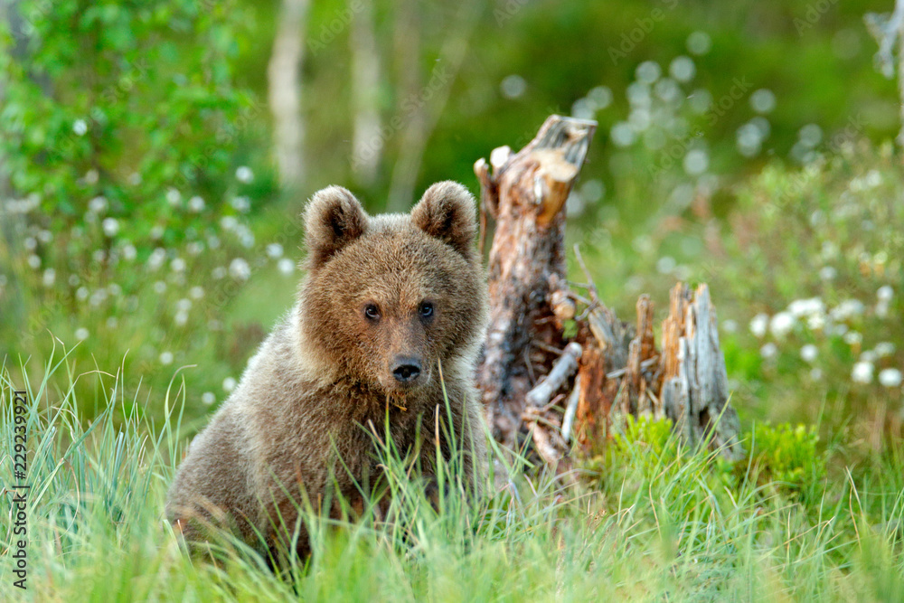Fototapeta premium Lonely young cub bear in the pine forest. Bear pup without mother. Light animal in nature forest and meadow habitat. Wildlife scene from Finland near Russian border. Taiga during orange autumn.