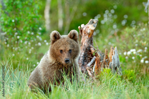 Lonely young cub bear in the pine forest. Bear pup without mother. Light animal in nature forest and meadow habitat. Wildlife scene from Finland near Russian border. Taiga during orange autumn.