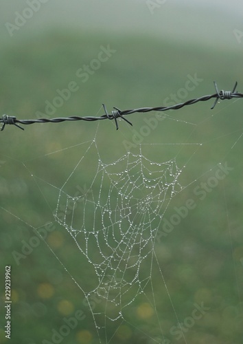 spider web broken