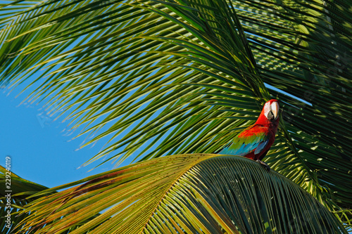 Big red parrot Red-and-green Macaw, Ara chloroptera, sitting on the branch, palm tree. Trinidad and Tobago. Wildlife scene in nature. Birdwatching in America, animal behavour, birds with fruits. photo