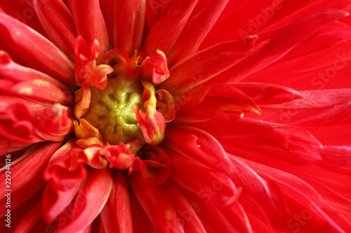 Fototapeta Naklejka Na Ścianę i Meble -  Beautiful red dahlia flower as background, closeup
