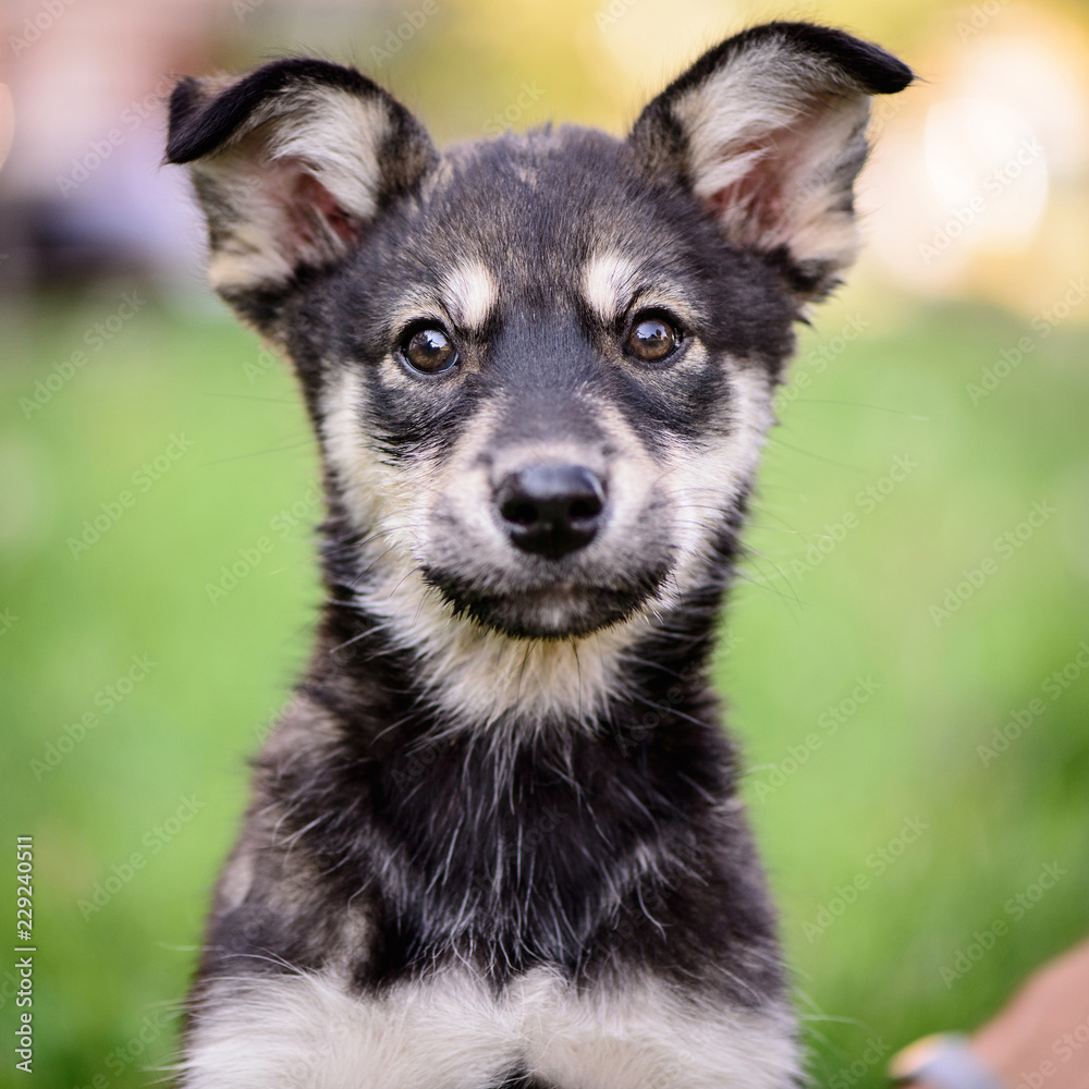 pet portrait puppy half-breed outdoor pet portrait puppy half-breed outdoor