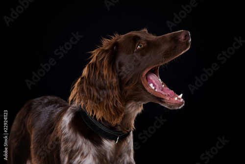 Small munsterlander dog with collar