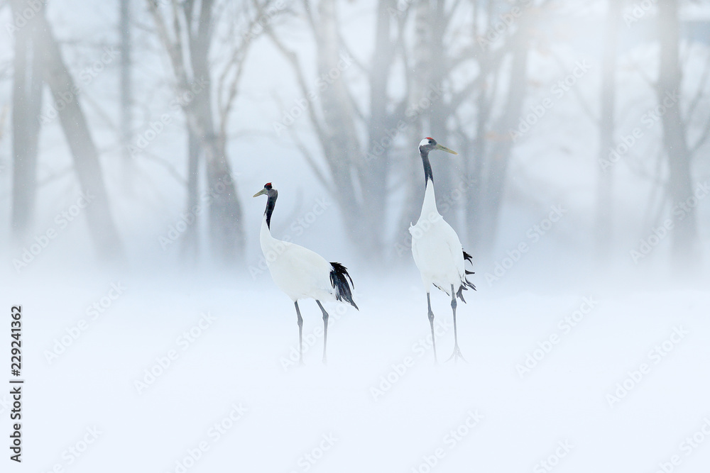 Red-crowned crane, Grus japonensis, walking in the snow, Hokkaido, Japan. Beautiful bird in the nature habitat. Wildlife scene from nature. Crane with snow in the cold forest. - obrazy, fototapety, plakaty 