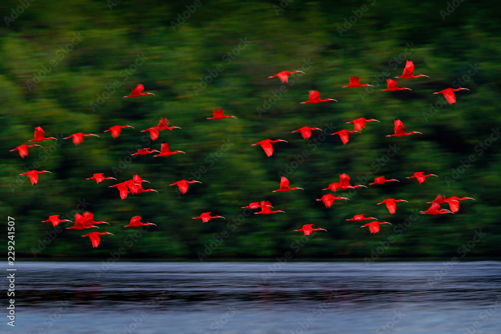 Fototapeta premium Szkarłatny Ibis, Eudocimus ruber, egzotyczny czerwony ptak, siedlisko przyrody, kolonia ptaków lecących nad rzeką, Caroni Swamp, Trynidad i Tobago, Karaiby. Stado ibis mucha, przyroda przyrody.
