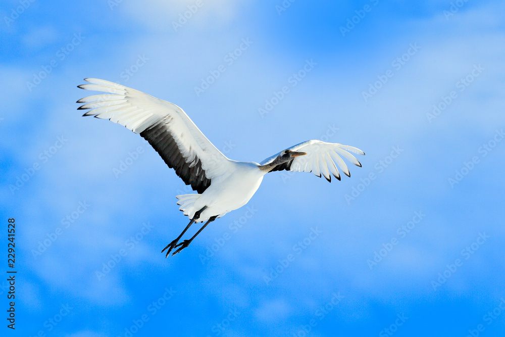 Fototapeta premium Crane, winter scene with snowflakes. Wildlife scene from snowy nature. Two Red-crowned cranes in snowy meadow, Hokkaido, Japan. Cold day in the nature, bog white bird in the habitat.
