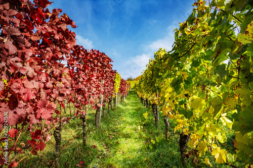 Weinberg Weinreben bei Weill am Rhein im Herbst