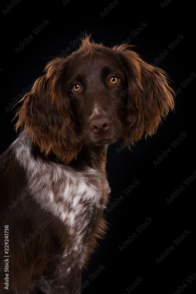 Small munsterlander dog on black background