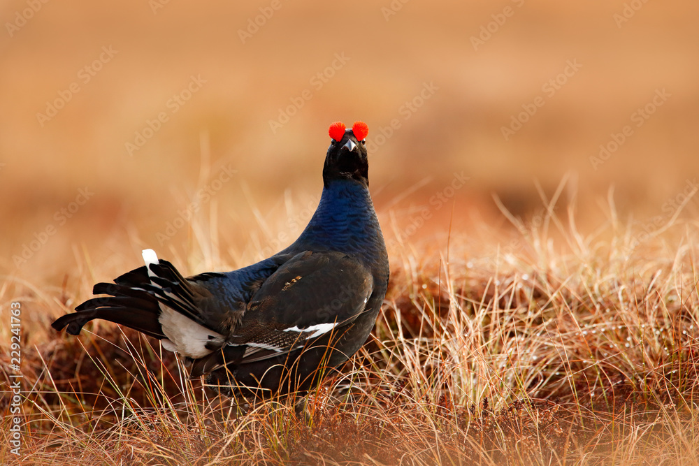 Black grouse on the bog meadow. Lekking nice bird Grouse, in marshland, Sweden. Spring mating season in the nature. Wildlife scene from north Europe. Black bird with red crest, white tail. Black grouse on the bog meadow. Lekking nice bird Grouse, in marshland, Sweden. Spring mating season in the nature. Wildlife scene from north Europe. Black bird with red crest, white tail.