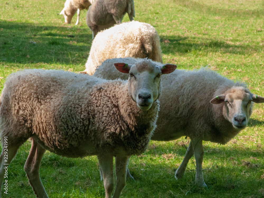 Fototapeta premium Oldemarkt