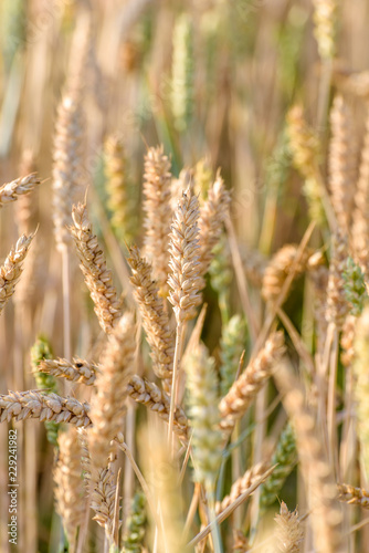 Close up of ripening wheat growing in a field during summer