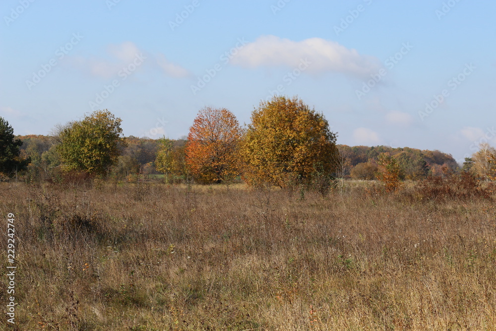 Fototapeta premium Autumn meadow is at the edge of the forest