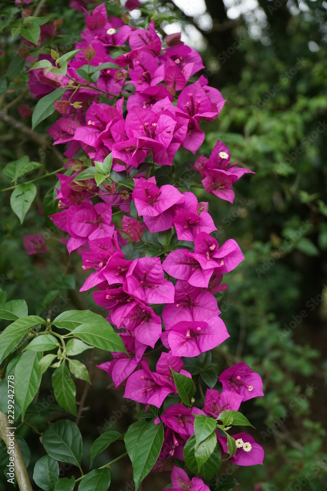 pink flowers in the garden pink flowers in the garden