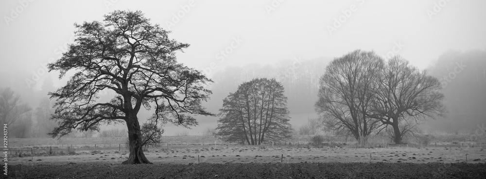 Landschaft im Nebel - obrazy, fototapety, plakaty 