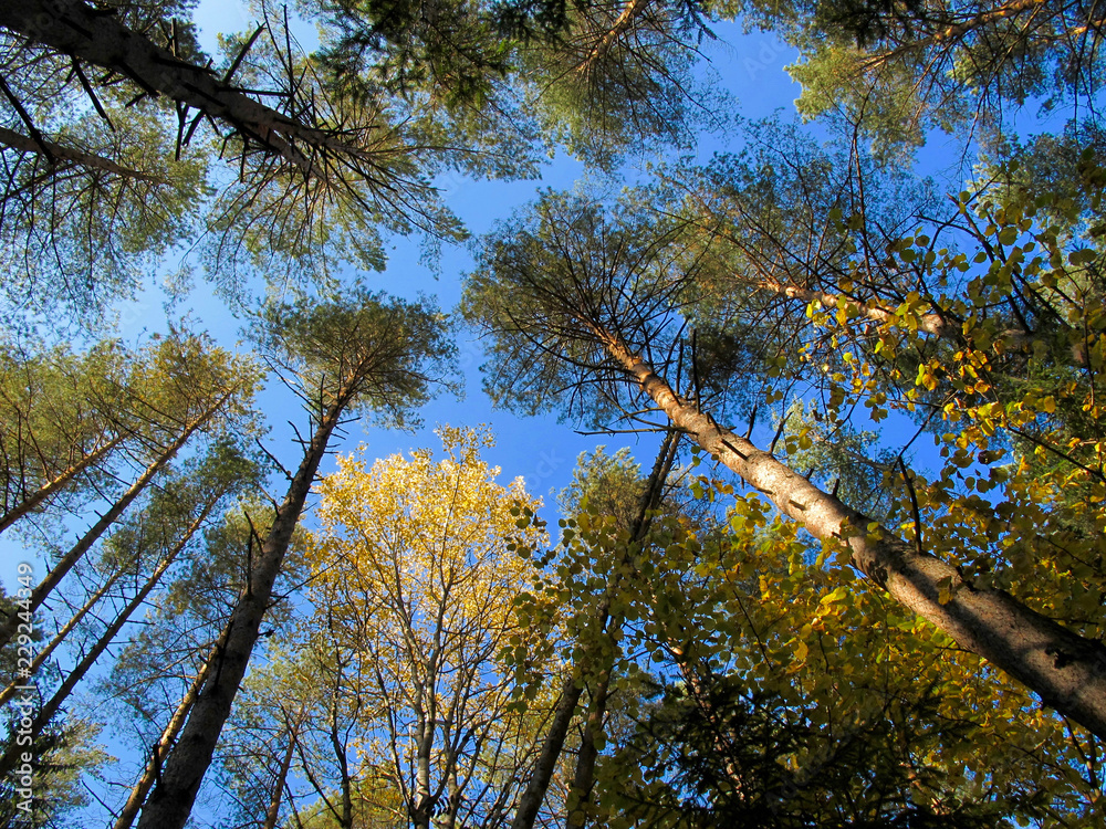 Fototapeta premium Autumn pine forest. Gold birch. Blue sky. Sunny day