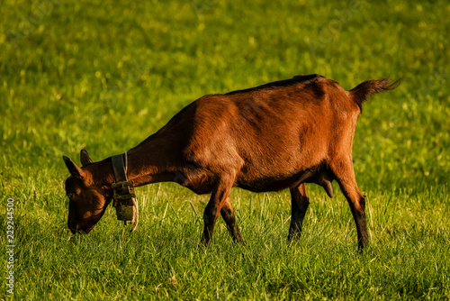 Ziegen auf der Weide
