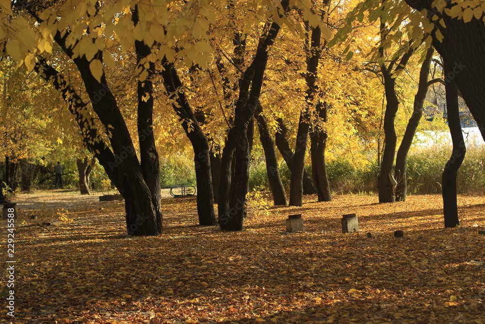 autumn, tree, fall, forest, park, nature, trees, landscape, leaves, yellow, leaf, foliage, season, woods, green, orange, oak, wood, outdoors, color