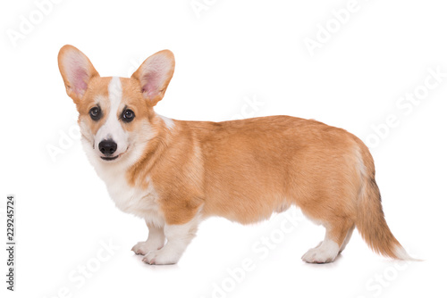 Fototapeta Naklejka Na Ścianę i Meble -  Welsh corgi isolated on white background