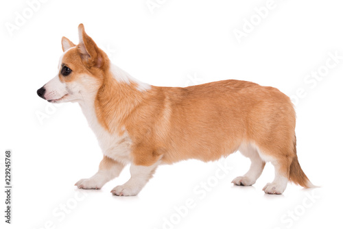 Fototapeta Naklejka Na Ścianę i Meble -  Welsh corgi dog standing isolated on white background