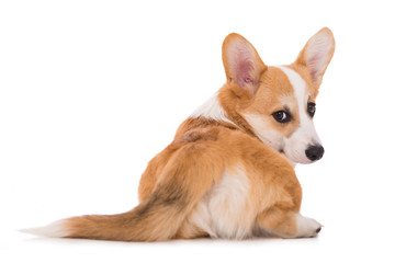 Welsh corgi isolated on white background