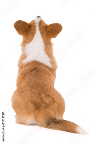 Welsh corgi dog from behind looking up - isolated on white background