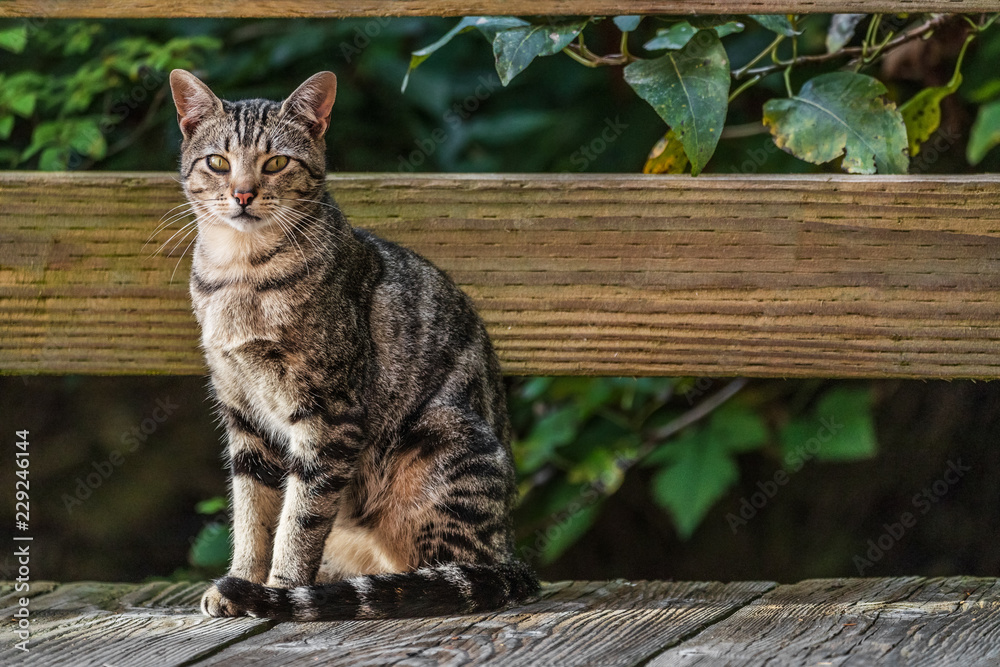Fototapeta premium Kot na zewnątrz - kot domowy lub uliczny, zdziczałe koty na zewnątrz.