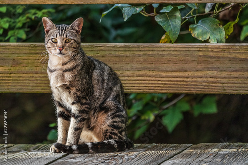 Cat outside - house cat or street cat, feral cats outdoors.