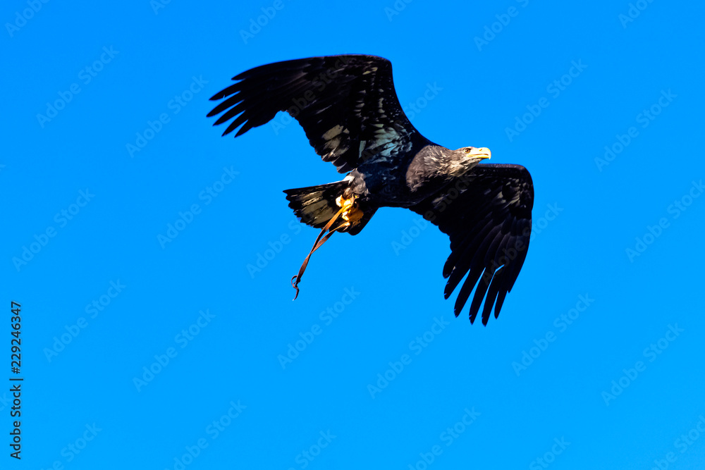 Obraz premium Young bald eagle (Haliaeetus leucocephalus) also known as white-headed or white-tailed eagle, sea eagle or American eagle