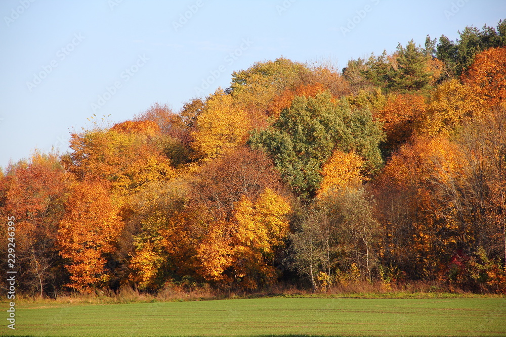 Beautiful picturesque tiers of forest hill in autumn day - green,yellow,orange, brown country landscape on clear blue sky background