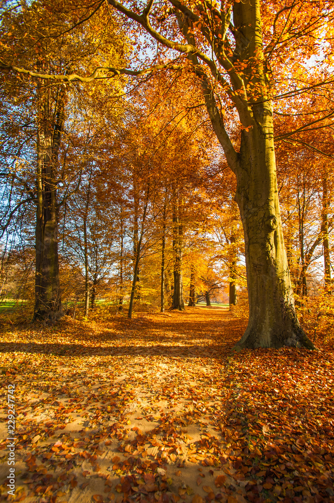 Fototapeta premium Goldener Herbst