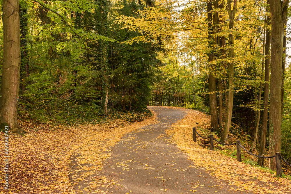 Fototapeta premium Amazing golden autumn colors in the forest path track. Autumn Collection. Autumn forest scenery with warm light illumining the gold foliage and a footpath leading into the scene