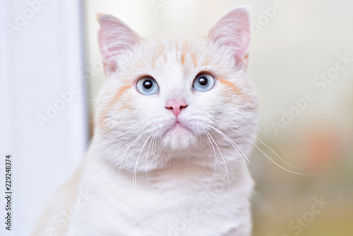 Portrait of a cat. Turkish van. Pets animals.