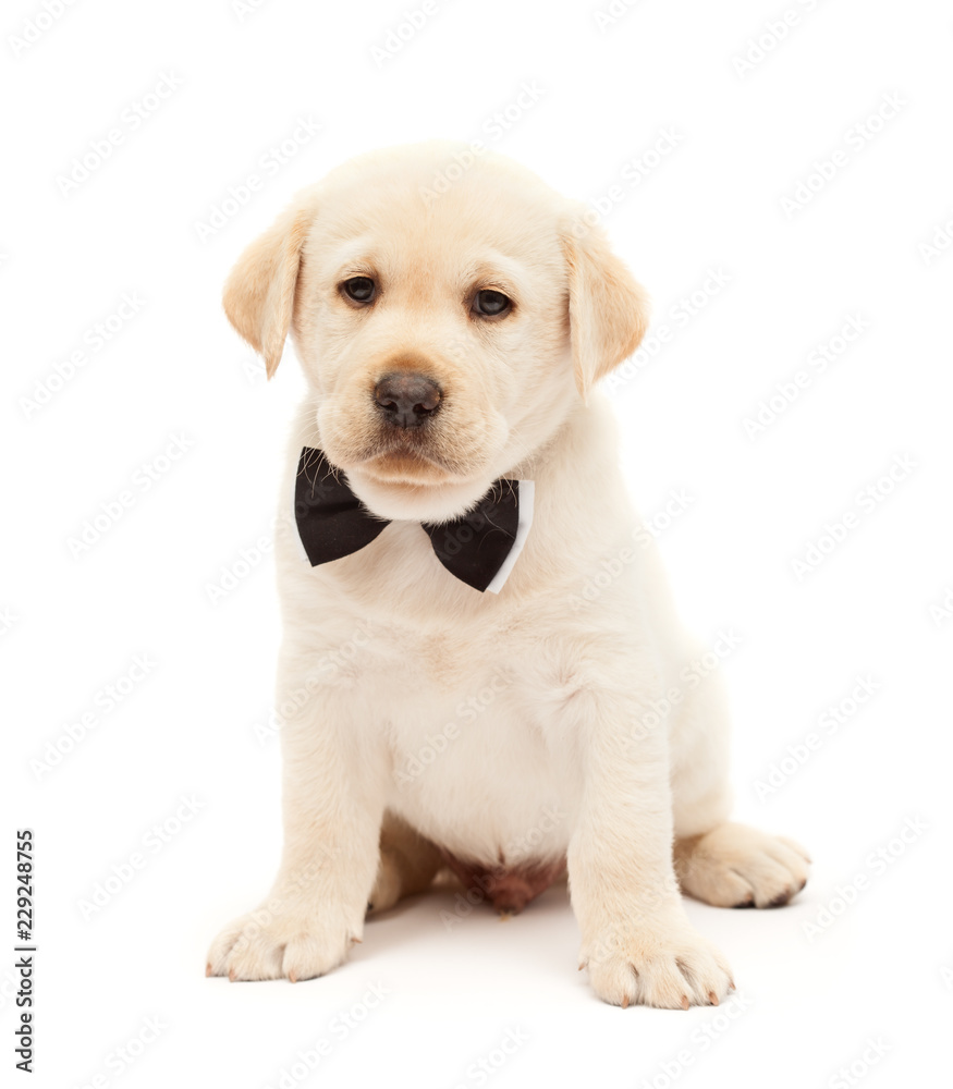 Serious labrador puppy dog with bow tie means business Serious labrador puppy dog with bow tie means business
