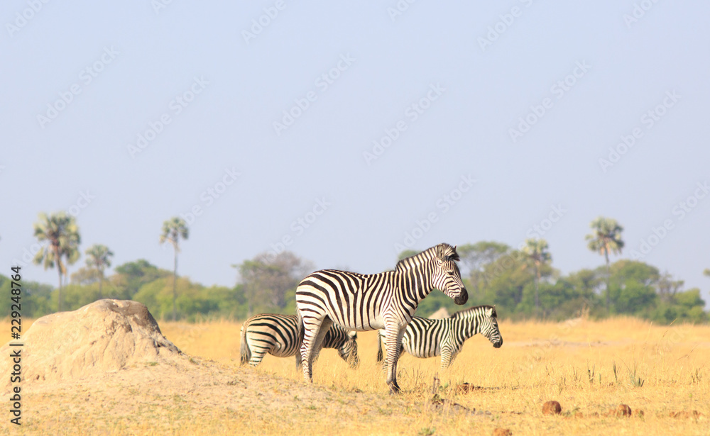 Obraz premium Burchell Zebras - Equus Quagga - standing next to a small termite moud on the dry yellow African Plains with a palm tree and savannah backdrop. Hwange National Park, zIMBABWE