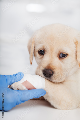 Fototapeta Naklejka Na Ścianę i Meble -  Cute labrador puppy dog with bandage on its paw helped by veterinary care professional
