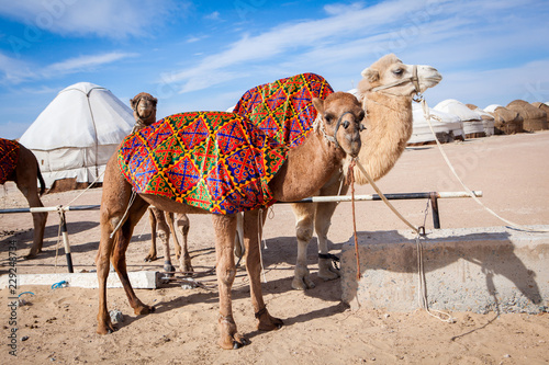Camels (Camelus) in camp in Karakalpakstan desert, Khorezm Region, Uzbekistan. photo