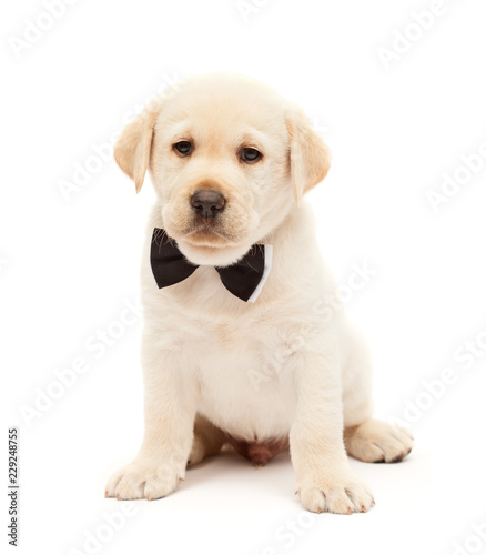 Serious labrador puppy dog with bow tie means business © Ilike