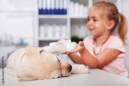 Fototapeta Naklejka Na Ścianę i Meble -  Young girl holding the paw of injured puppy dog - at the veterinary doctor