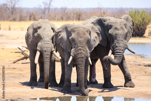 Three large Bull Elephants standing next to each other on the dry arid African Plains, one elephant is resting his trunk on his tusk, Hwange National Park