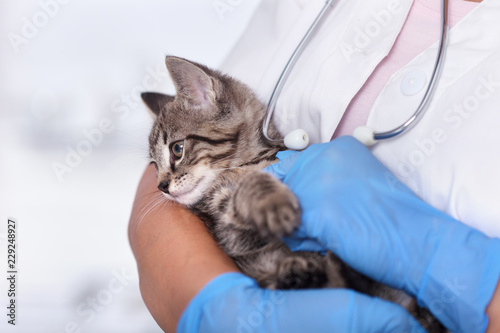 Small kitten in the arms of the veterinary care professional